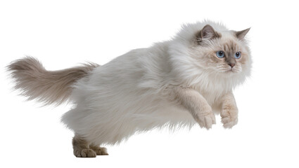 Fluffy Ragdoll cat with striking blue eyes captured mid-air, isolated PNG on transparent background, graceful feline jump for design © Lukas