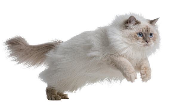 Fluffy Ragdoll cat with striking blue eyes captured mid-air, isolated PNG on transparent background, graceful feline jump for design