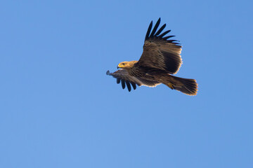 Obraz premium Eastern Imperial Eagle on the sky