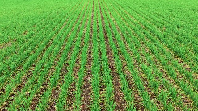 Green barley crops growing in field. Cultivated soil after cold winter. Agro sector, farming enterprise, managing ranch earning income, grain sales