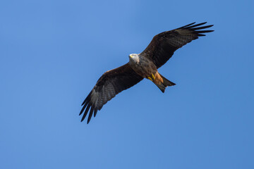 Fototapeta premium Black Kite on the sky