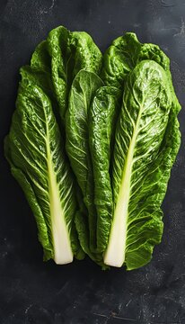 Fresh and Crisp Lactuca Sativa, Cos Lettuce Heads Isolated on Rustic Wooden Background for Salad