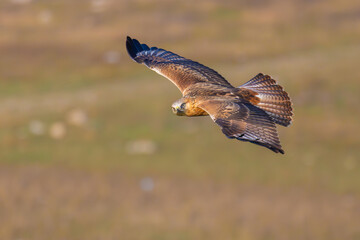 Fototapeta premium Long-legged Buzzard flying low