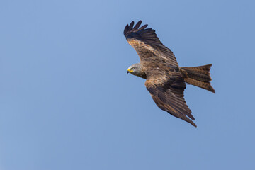 Fototapeta premium Black Kite on the sky