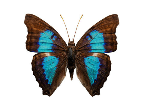 Blue prepona butterfly specimen isolated on white background
