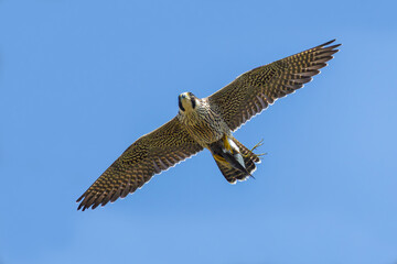 Fototapeta premium Peregrine Falcon on the sky with the hunt