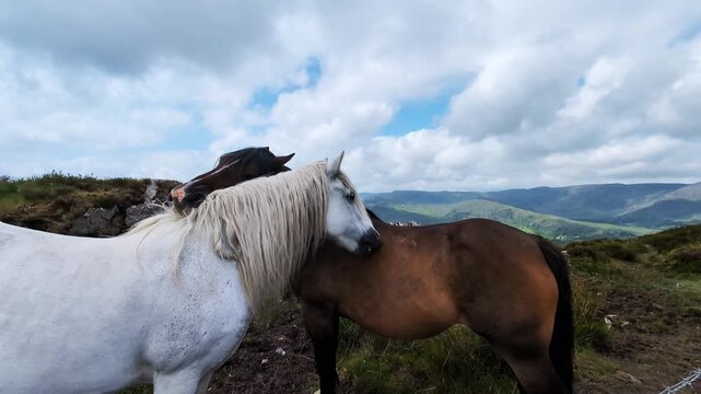 White horse nuzzles brown horse in lush green Irish countryside under a cloudy sky, showcasing the bond between these majestic animals in a serene natural setting