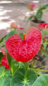 Close Up High quality Anthurium Flower Video with Glossy Red Spathe and Green Leaves.	
