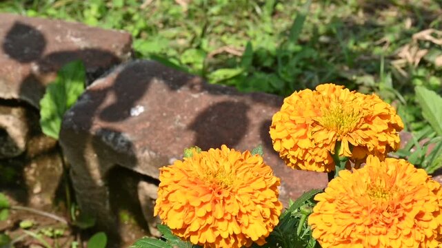 Hypolimnas bolina butterfly sitting on an orange marigold. Its common name is&nbsp;great eggfly, common eggfly,&nbsp;varied eggfly and&nbsp;blue moon butterfly. It is a species of&nbsp;nymphalid&nbsp;butterfly. Slow motion.