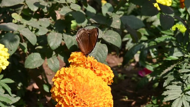 Hypolimnas bolina butterfly sitting on an orange marigold. Its common name is&nbsp;great eggfly, common eggfly,&nbsp;varied eggfly and&nbsp;blue moon butterfly. It is a species of&nbsp;nymphalid&nbsp;butterfly. Slow motion.