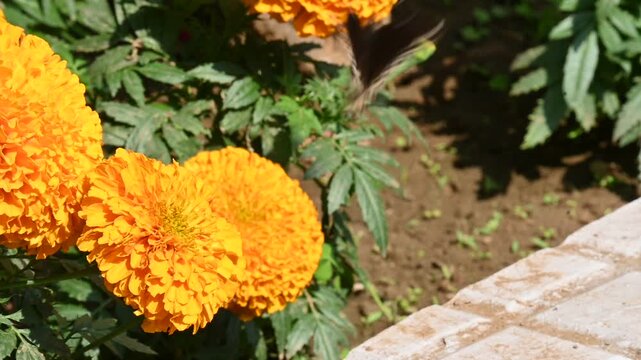 Hypolimnas bolina butterfly sitting on an orange marigold. Its common name is&nbsp;great eggfly, common eggfly,&nbsp;varied eggfly and&nbsp;blue moon butterfly. It is a species of&nbsp;nymphalid&nbsp;butterfly. Slow motion.