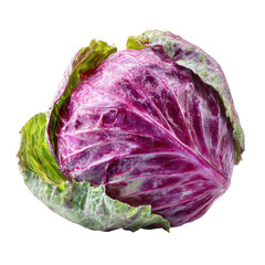 Obraz premium Fresh red cabbage with tight leaves, showing vibrant purple and green colors, placed on a white background