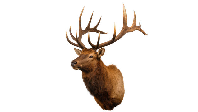 Majestic bull elk head and shoulders with impressive antlers, isolated on transparent background, a powerful symbol of wildlife and nature PNG