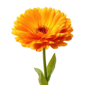 Bright orange flower with green stem in a clear background showing details of petals and leaves