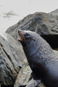 Male New Zealand fur seal barking with open mouth on rocky coast at Oamaru