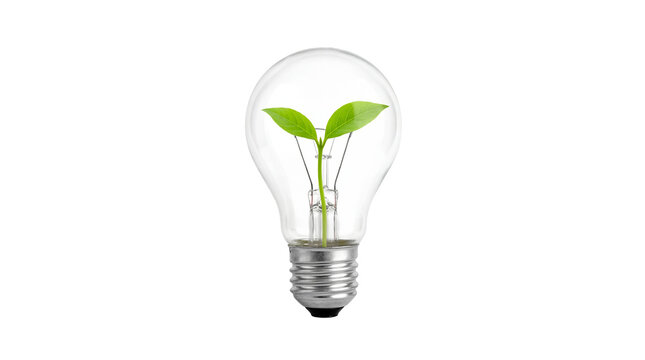 Green plant growing inside light bulb eco energy and sustainability concept