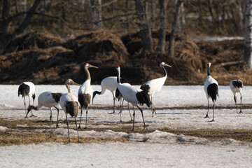 Fototapeta premium Grue du Japon