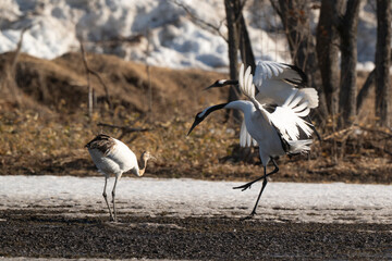 Fototapeta premium Grue du Japon