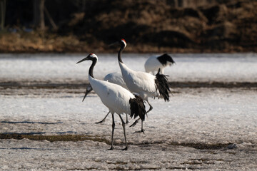 Fototapeta premium Grue du Japon