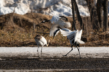 Fototapeta premium Grue du Japon