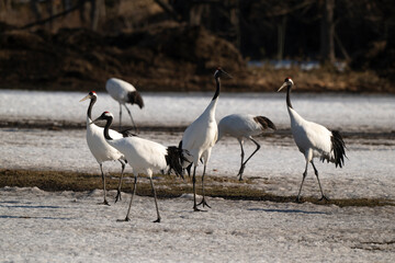 Fototapeta premium Grue du Japon
