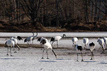 Fototapeta premium Grue du Japon