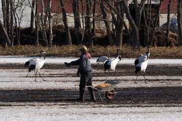 Fototapeta premium Grue du Japon