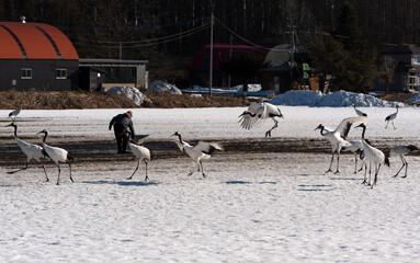 Fototapeta premium Grue du Japon