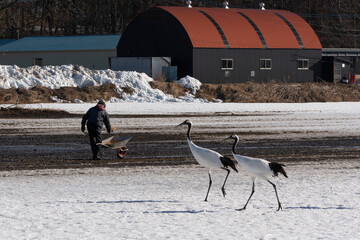 Fototapeta premium Grue du Japon
