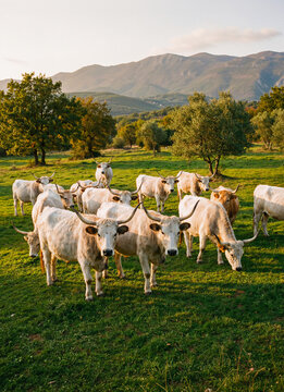 Herd of white Maremmana cattle with impressive long horns grazing on a vibrant green field during golden hour with a background of mountains and trees.