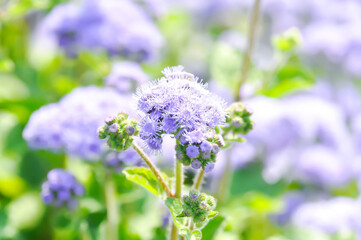 Fototapeta premium Ageratum, Ageratum blue planet, Ageratum conyzoides subsp or Ageratum houstonianum Mill or Asteraceae or Flossflower or purple flower