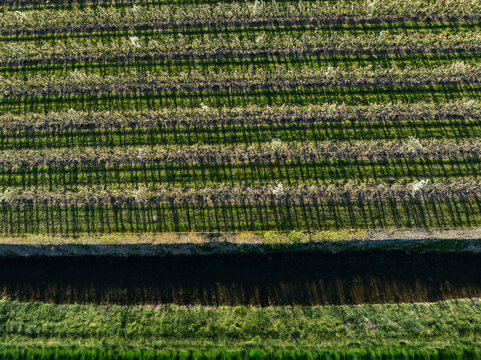 Aerial view of rows of trees casting long shadows over the vibrant green grass, creating a mesmerizing pattern of light and dark, Hem, North Holland, Netherlands.