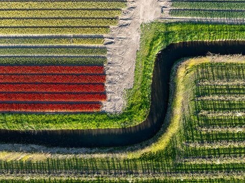 Aerial view of vibrant, linear tulip fields juxtaposed against the winding dark waters of a canal, creating a striking pattern of color and form, Hem, North Holland, Netherlands.