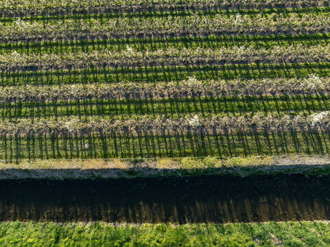 Aerial view of rows of trees casting long shadows over green grass, creating a mesmerizing pattern of light and dark, Hem, North Holland, Netherlands.