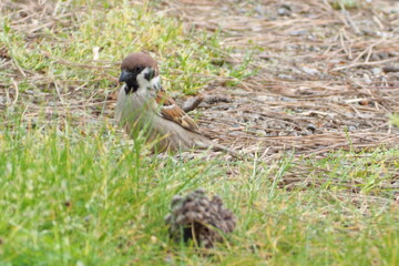 初夏　自然　風景　鳥 © mono31.u 