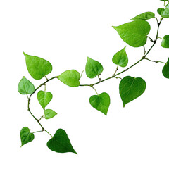 Fototapeta premium A beautiful green vine with heart-shaped leaves Isolated transparent on white background