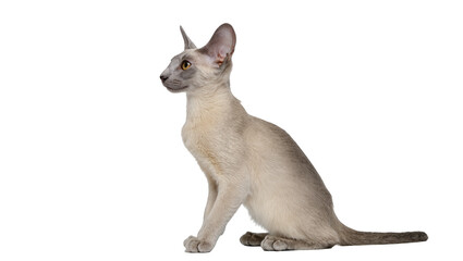 Obraz premium Elegant light grey Oriental Shorthair cat sitting in profile, looking left with large ears and yellow eyes, isolated PNG on transparent background, graceful feline