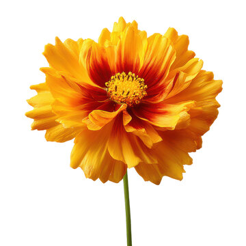 Bright yellow flower with red accents blooming in a garden during daylight hours