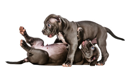 Obraz premium Playful American Bully puppies, grey and white with striking blue eyes, wrestling and biting each other, isolated PNG on transparent background