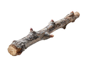 Fototapeta premium Dry branch isolated on transparent background, a natural element for decoration