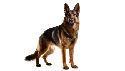 Majestic German Shepherd dog standing proudly, looking directly at the camera, full body shot isolated on transparent background, a loyal companion © Ozols