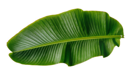 Vibrant green tropical banana leaf, naturally isolated on transparent background, showcasing detailed veins and fresh texture PNG © Ozols