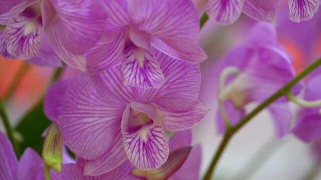 purple orchid flowers with detailed petal texture and soft background. Natural floral subject showing delicate structure and color variation.