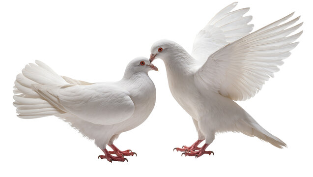 Two beautiful white doves with red eyes, one with wings spread, nuzzling affectionately, isolated PNG on transparent background, symbolizing love and peace