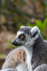 Fototapeta premium Ring Tailed Lemur 