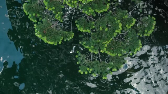Overhead view of pine branches gently swaying above dark, rippling water
