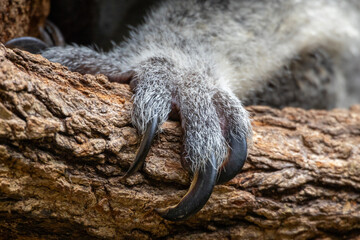 Fototapeta premium Koala Hand