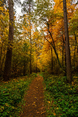 Fototapeta premium Forest path in autumn park covered with falling leaves. Beautiful woodland landscape during fall season for nature background.