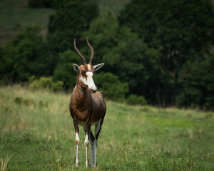 Obraz premium Full-body view of a bontebok antelope standing alert in a grassy savanna with a dark green forest in the background. The image showcases the animal's distinctive markings and elegant stance, making it