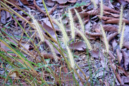 Close-up of Cenchrus polystachios, also known as Mission grass, blooming amidst scattered autumn leaves, symbolizing natural growth and resilience in wild habitats.